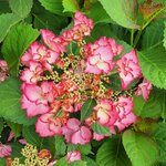 HYDRANGEA FRENCH CANCAN (2)-min