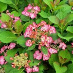 HYDRANGEA FRENCH CANCAN (3)-min