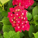 HYDRANGEA GREEN SHADOW (2)-min