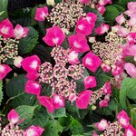 HYDRANGEA KARDINAL (2)-min