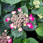 HYDRANGEA KARDINAL-min