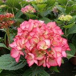 HYDRANGEA MADEMOISELLE 2 W-min