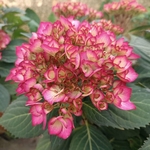 HYDRANGEA MADEMOISELLE W-min