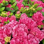 HYDRANGEA MAC RED BARON-min