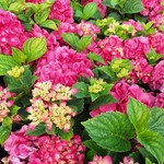 HYDRANGEA MAC RED BARON (2)-min