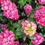 HYDRANGEA MAC DOLCE CHIC (2)-min