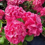 HYDRANGEA MAC ROSITA (2)-min