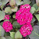 HYDRANGEA SAMBA FIRE (2)-min