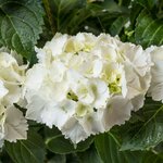 HYDRANGEA SCHNEEBALL W-min