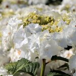 HYDRANGEA WEDDING GOWN W-min