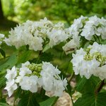 HYDRANGEA WEDDING GOWN 2 W-min