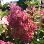 HYDRANGEA PAN FRAISE MELBA 2 W-min