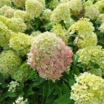 HYDRANGEA PAN LITTLE LIME (3)-min