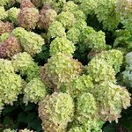HYDRANGEA PAN LITTLE LIME (2)-min