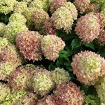 HYDRANGEA PAN LITTLE LIME-min