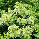 HYDRANGEA PAN PETITE STAR (3)-min