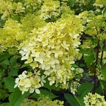 HYDRANGEA PAN PHANTOM (7)-min