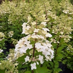 HYDRANGEA PAN UNIQUE (2)-min