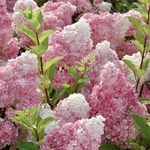 HYDRANGEA PAN VANILLE FRAISE 2 RENAULT-min