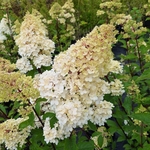 HYDRANGEA PAN VANILLE FRAISE (8)-min