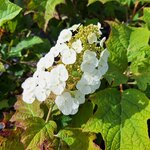 HYDRANGEA QUERCIFOLIA-min