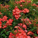 DECOROSIER ISALIA (5)-min