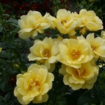 DECOROSIER SUNEVA-min