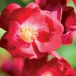 DECOROSIER VESUVIA GRIMPANT (2)-min