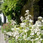 ROSANATURA ALBA-min