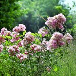 ROSANATURA ROSEA-min