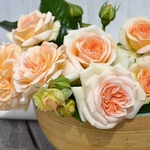 ROSIER VOLUPTIA AMBER (2)-min