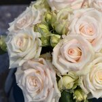 ROSIER VOLUPTIA LOVELY WHITE (3)-min