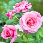 ROSIER VOLUPTIA PINK-min