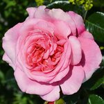 ROSIER VOLUPTIA PINK 3-min