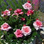 ROSIER VOLUPTIA PINK 2-min