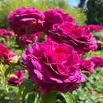 ROSIER VOLUPTIA PURPLE 3-min