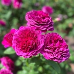 ROSIER VOLUPTIA PURPLE-min