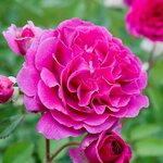 ROSIER VOLUPTIA PURPLE 2-min