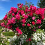 DECOROSIER TIGE EMERA-min
