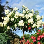 DECOROSIER TIGE OPALIA-min