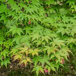 ACER PALMATUM WF-min