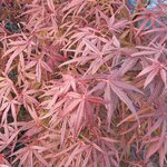 ACER ATROLINEARE-min