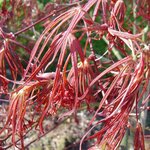 ACER ATROLINEARE W 2-min