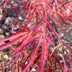 ACER ATROLINEARE W-min
