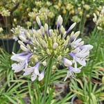 AGAPANTHUS TWISTER-min (2)