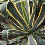 AGAVE VARIEGATA WF-min