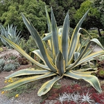 AGAVE VARIEGATA 3 WF-min