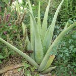 ALOE VERA 2 WF-min