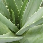 ALOE VERA WF-min