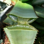 ALOE VERA 4 WF-min